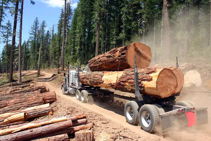 Logging-Insurance-Large-Logging-Truck-Transporting-Large-Logs-with-Forest-in-the-Background